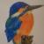 Eisvogel von di Carlos
