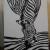 Zebra von