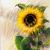 Sonnenblume von DKM