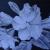 Rhododendron von