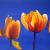 Feuertulpen von reniART