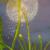 Pusteblume von Ellen Meyer