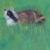 Hauskatze im Gras von