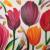 Tulips von