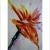 Aquarell Strelizie von galerie-rosa