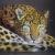 Leopard von cheyenne