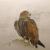 Steinadler auf Fels von lyrelora