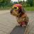 Der Skater von Plätzchenprinz