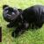 Palita, kleiner schwarzer Panther von KEWA