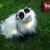 Kleiner Panda von KEWA