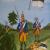 Preussen Infanterie-Regiment 4 um 1760 von SR