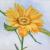 Sonnenblume von Sonja Kaspar