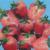 fresas von