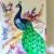 Pfau von Jacky