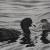 eurasian coot feeding a chick von