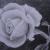 Rose im Park von