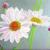 Margeriten von marshmellow53
