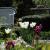 Gartenbank und weiße Tulpen von SKR