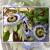 Florales von GeSche