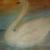 Schwan von Sunja