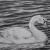 Schwan von