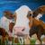 Rind Eastwood von Artanna