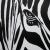 zebra eye von CB