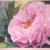Pfinstenrose von Neshka