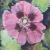 Mohnblume von PeGeArt