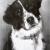 Hund von