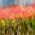 Mohn abstrakt von P.N.Artworks