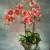 Orchidee von Yohanna