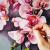 Orchidee von Yohanna