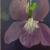 Orchidee von amira