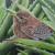 little bird in an aloe plant von