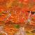 Herbstwald von