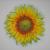 Sonnenblume von Remigius Sappa