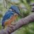 Eisvogel von