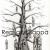 tree von Remigius Sappa