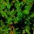 tree in the dark von friedvoll64