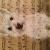 West Highland Terrier von