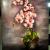Orchidee von Yohanna