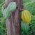 cocoa fruits in a tree von