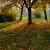 Automne von Frank Zinnemann
