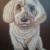 Maltesermix Gina von KEWA
