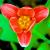 Red Beauty von Frank Zinnemann