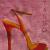 Tangoschuh von