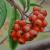 rote Beeren von
