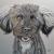 Schnauzermix Linus von KEWA