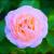 Rose von Frank Zinnemann